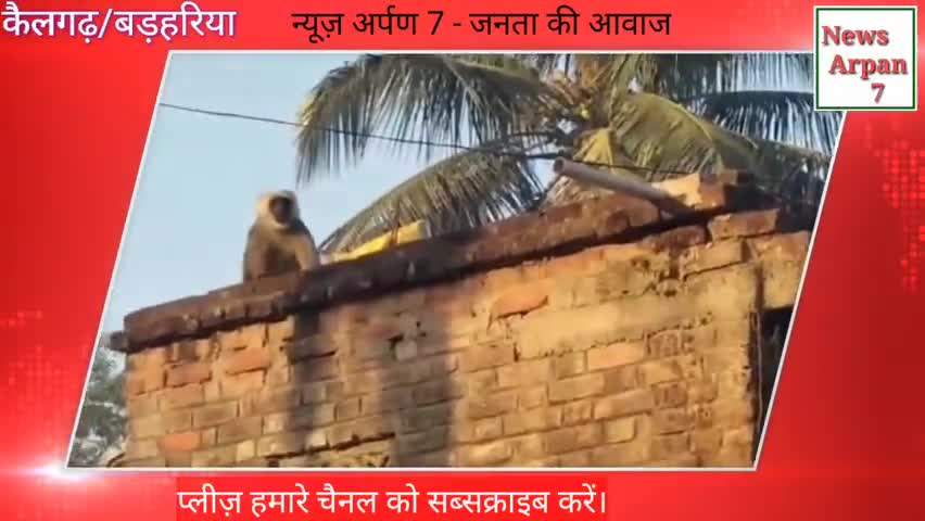 सिवान: हिंसक बंदर से लोग परेशान, बड़हरिया प्रखंड के कैलगढ़ क्षेत्र में जाते समय रहे सावधान।
#बड़हरिया #कैलगढ़ #Siwan #bihar