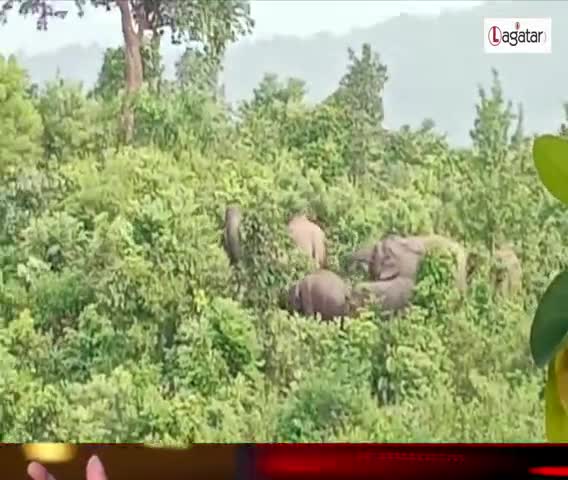 नामकुम: जंगली हाथी ने वन विभाग के दो कर्मी को कुचला 
#hathi #hamla