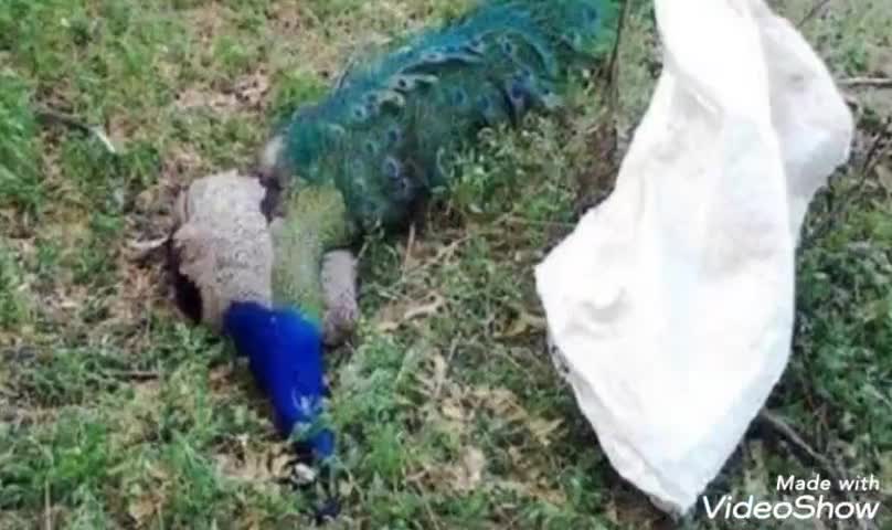 जमवारामगढ़: दंताला मीणा में अज्ञात कारणों से राष्ट्रीय पक्षी मोर की हुई मौत, वन कर्मियों ने दो अन्य घायल मोरो का कराया उपचार #मोर