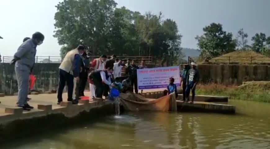 जशपुर: ग्राम डुमरटोली एनीकट में विधायक एवं कलेक्टर ने मत्स्य संरक्षण के लिए एनीकट में छोड़े मछली के बीज #मछली #पालन