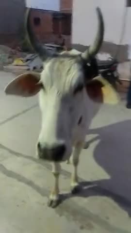 #कोरोना।
कितना भी समझाओ !
मास्क #सही से नही #लगाना तो 
#नही_लगाना।😘