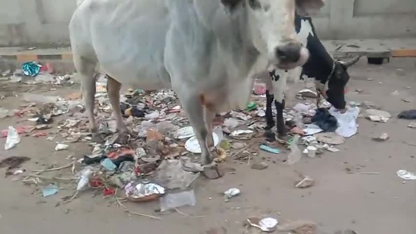 मथुरा: नगर पालिका की लापरवाही का नतीजा गाय प्लास्टिक खा रही हैं #वायरल#comment#vrindavan