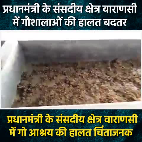 #प्रधानमंत्री के #संसदीय #क्षेत्र #वाराणसी मैं #गौशालाओं की #हालत #बदतर।