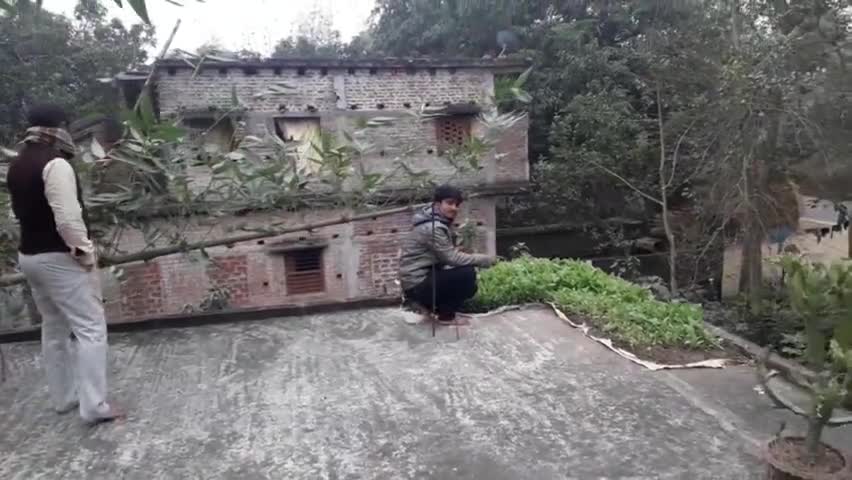 महेशपुर: चाचौड़ा के एक किसान मकान की छत पर सब्जी का किया खेती, गांव में चर्चा का बना बिषय #अनोखा