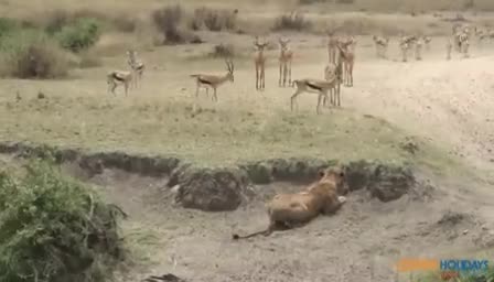 #wildlife 
जंगल के नियम,
झुंड में रहे सुरक्षित रहे।