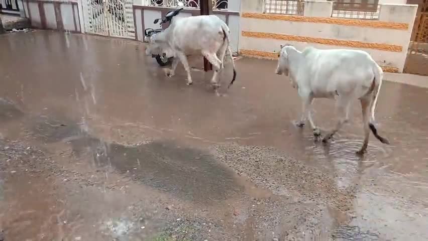 मेघनगर: गुरूवार रात से हाे रही रिमझिम बरसात से बढ़ी ठंड व जनजीवन अस्त-व्यस्त... #झाबुआ #रिमझिम #बरसात #ठंड