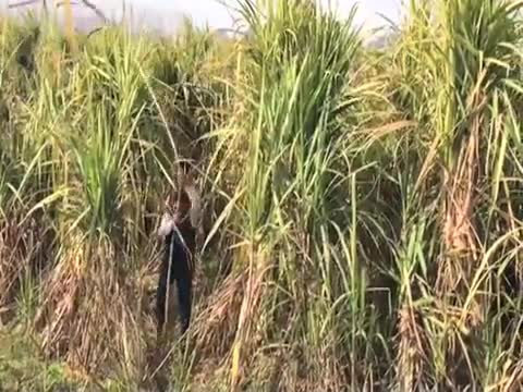देहाती टीवी संपादक घुस गए गन्ने के खेत में और फिर हुआ क्या? LIVE देखिए और सोचिए... 
#sugarcane #गन्ना #किसान
