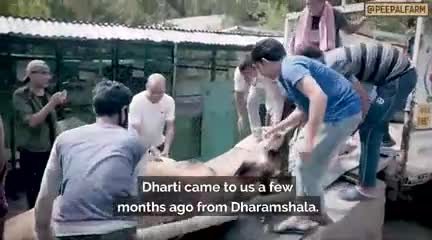 अपनी चुनौतियां सोच समझकर चुनें
#peepalfarm #peoplefarm #animalrescue #animalwelfare #cowrescue