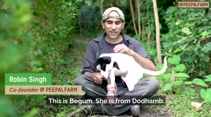 बेगम की कहानी, रॉबिन की ज़ुबानी।

#peepalfarm #peoplefarm #animalrescue #animalwelfare #wabisabi #japan #dogrescue