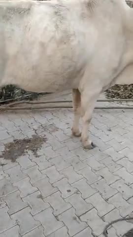 कैथल: #गौहत्या बंद करो सरकार#
⚔️गौ रक्षा दल कैथल ⚔️टीम को सुचना मिली थी