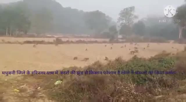 जयनगर: मधुबनी जिले के हरिनगर ग्राम में  बंदरों की झुंड से किसान परेशान है खेतो में फसलों को किया बर्वाद
##Jaynagar﻿