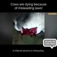 इन कानूनों की कीमत गाय चुका रहे हैं।

#peepalfarm #peoplefarm #animalrescue #animalwelfare #indianlaws #cowrescue