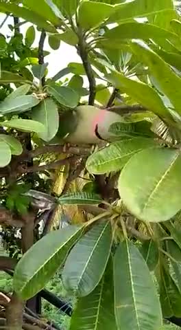 प्रकृति का सौंदर्य ❤️🙏🌿
वीडियो साभार:- सोशल मीडिया 
#nature #birds #greenindia