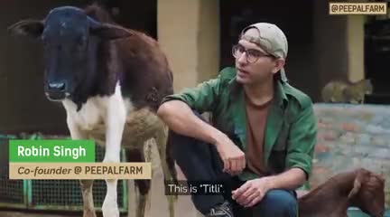 तितली आखिर जंगल क्यों जाना चाहती है?

#peepalfarm #peoplefarm #animalrescue #animalwelfare #cowrescue #straycowsinindia