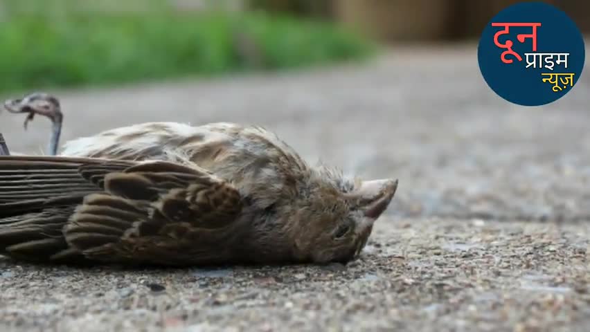 देहरादून: जानें कितना खतरनाक है #birdflu जिसके कारण भारत भर में सभी राज्य चौकन्ने हो गए है। #dehradun #uttarakhand