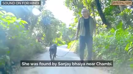रिंकी की कहानी
चलिए, एक नए नॉर्मल की ओर बढ़े!

#peepalfarm #peoplefarm #robinsingh #animalrescue #animalwelfare