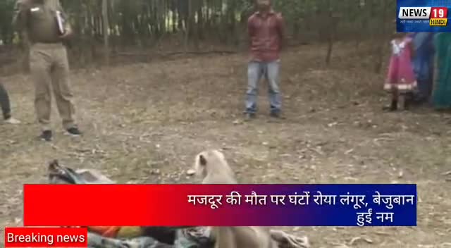 #गिरिडीह : मजदूर की मौत पर घंटों रोया लंगूर, बेजुबान का प्यार देख लोगों की आंखें हुईं नम