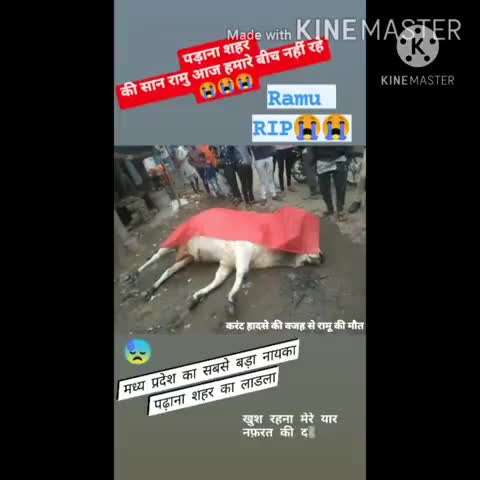सारंगपुर: ग्राम पड़ना में करंट लगने से सांड की मौत का मामला सामने आया#सारंगपुर#राजगढ़#madhya pradesh#raviraj