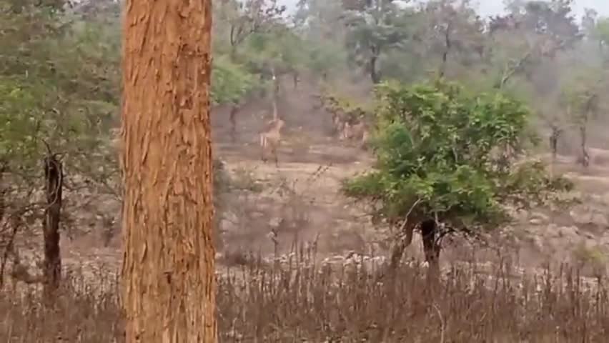 छतरपुर: छत्तरपुर के ग्रामीण सह फॉरेस्ट नर्सरी इलाको में नीलगायों के द्वारा गेंहू फसल नष्ट व चरने से किसान परेशान#फसल#नीलगाय