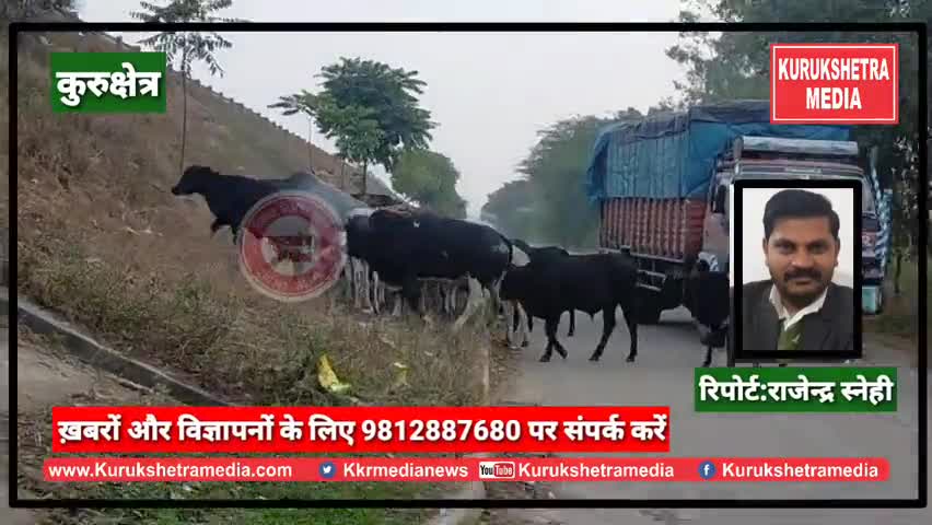 थानेसर: #जन_समस्या:-  40 सेकेंड में 56 बार हमला कर गाय ने महिला को जमीन पर पटका,शहर में दहशत , देंखे पूरी ख़बर