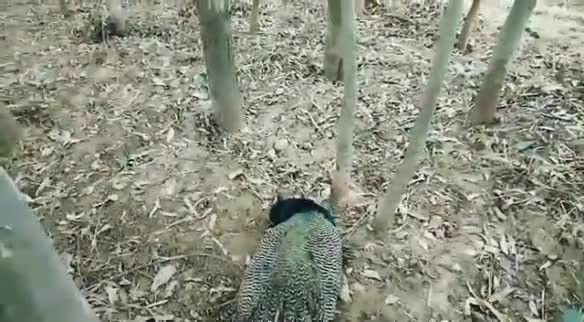 बेहट: बर्ड फ्लू की आशंकाओं के खुर्रमपुर के किसान के खेत में मृत मिला मोर, पोस्टमार्टम में नहीं हुई फ्लू की पुष्टि #birdflu