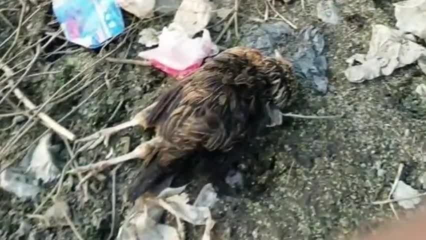 ज़मानिया: जीवपुर गांव में करीब आधा दर्जन मुर्गों के अचानक मरने पर बर्ड फ्लू के संक्रमण की आशंका से दहशत में ग्रामीण #बर्ड_फ्लू