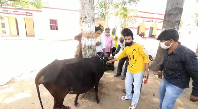 सींग जा रहा था गाय की आंख मे #गौ_सेवा_मंडल_मडावरा के गौसेवको एबं स्थानीय पत्रकार साथियों के सहयोग से एलाज कराया मडावरा