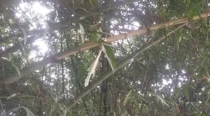 जाले: चार दिनों से लापता वसंत गांव निवासी युवक का सीमावर्ती खड़का गांव के बांसबाड़ी में मिली लाश #लाश