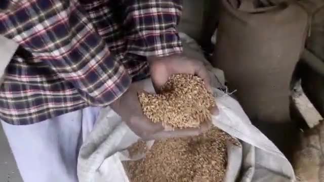 नारायणपुर: नारायणपुर प्रखंड के कुछ पीडीएस दुकान में गेहूं का आपूर्ति #घटिया हो रहा है
