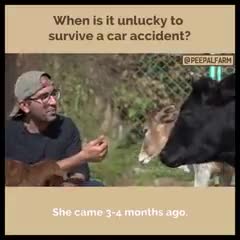 सुनैना की कहानी...

#peepalfarm #peoplefarm #animalrescue #animalwelfare #cowrescue #calfrescue