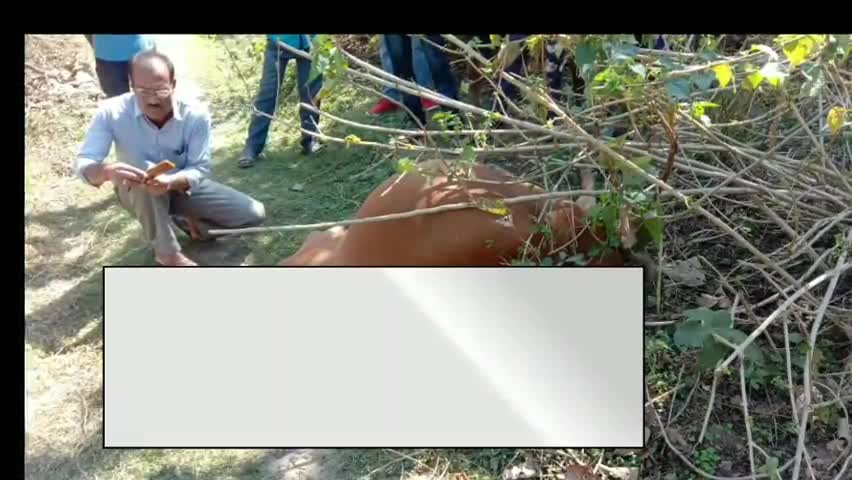 वारासिवनी: प्रखंड वारासिवनी के नांदगांव में बाघ ने किया गाय का शिकार, #दहशत में ग्रामीण