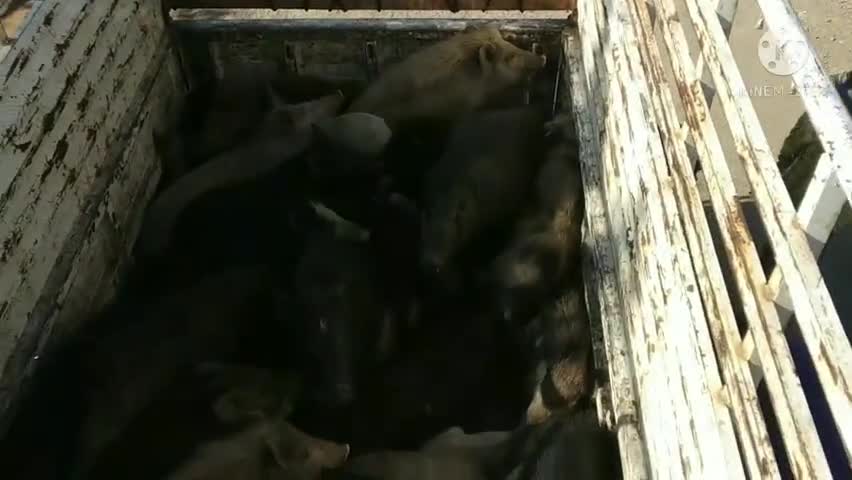 हरसूद: नगर परिषद के द्वारा मंगलवार को नगर में घूमने वाले आवारा सुअरों को पकड़ने का अभियान हुआ शुरू
#news #india #chhanera
