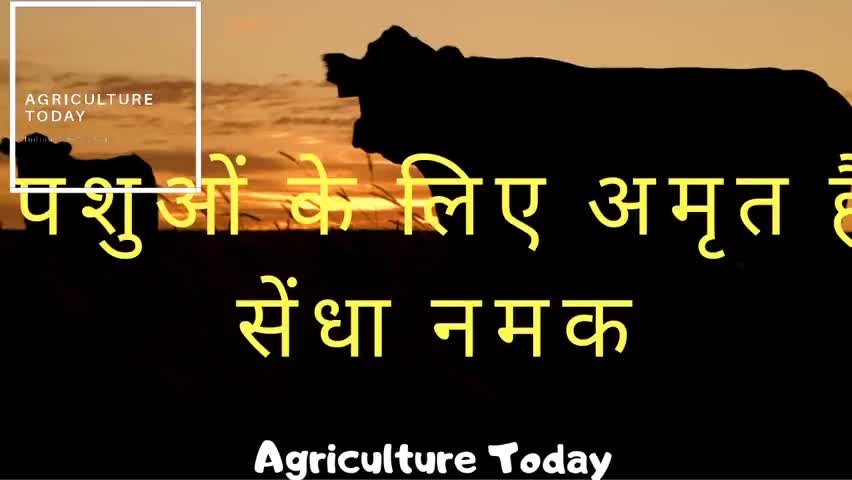 मनुष्यों के साथ साथ पशुओं के लिये भी वरदान है सेंधा नमक
#AgricultureToday