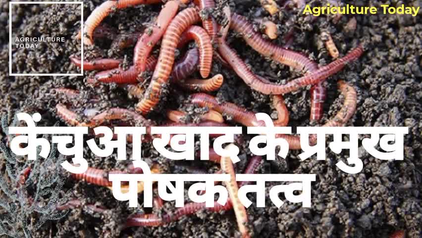 केचुआ खाद के मुख्य तत्व क्या है ?
जाने #AgricultureToday