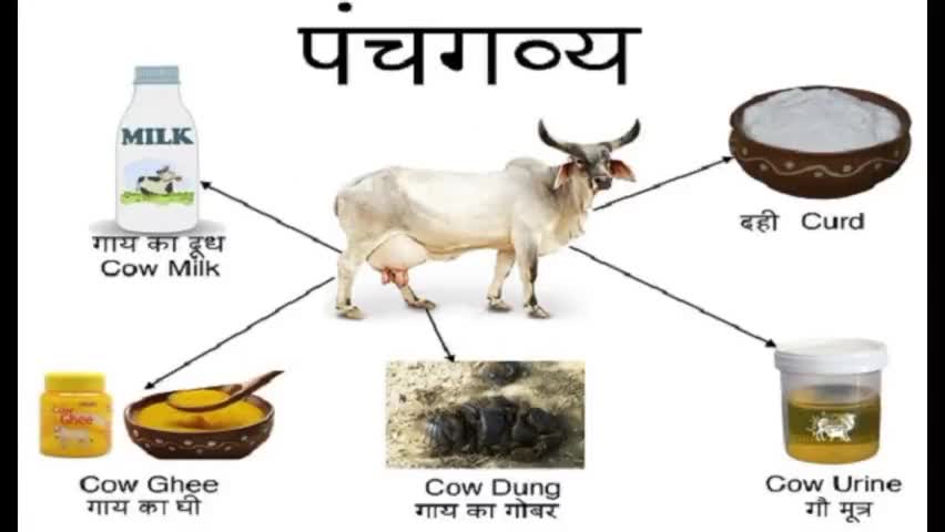 #पंचगव्य पौधों में अमृत की तरह काम करने वाला खाद
#agriculturetoday  #राष्ट्रीयकिसानविकासमहासंघ