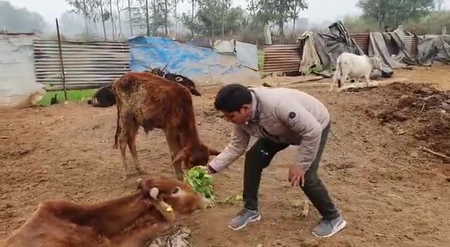 गौ सेवा करते हुए #बजरंगी
