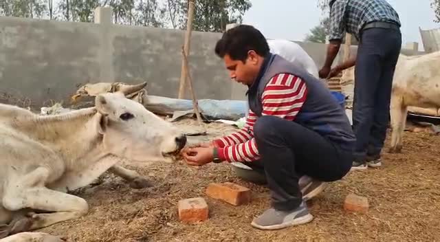 कल पुनः गौ  सेवा करने का अवसर प्राप्त हुवा 
आपका #बजरंगी ﻿#bjp4supaul #bjp4uttarpradesh