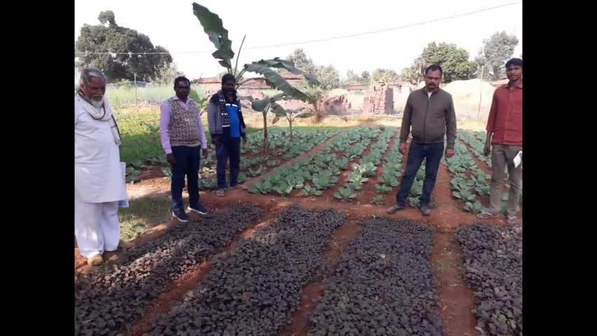 बरगढ़: गोठानी का युवक सब्जी उत्पादन के क्षेत्र में गढ़ रहा नया आयाम #खेती_किसानी
