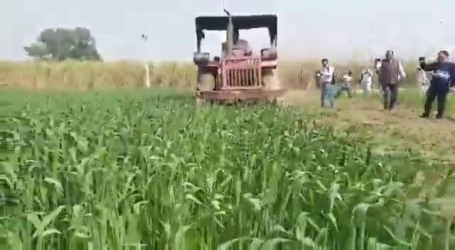 किसान कृषि बिल के विरोध में अपनी 8 एकड़ खड़ी फसल को ट्रैक्टर से नष्ट करने का काम किसान ने किया#former protester from up