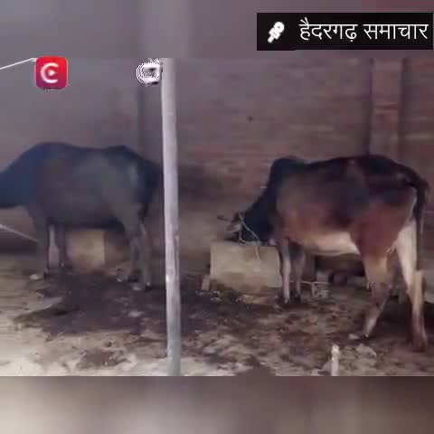 जानवरों में फैली बीमारी से पशुपालक चिंतित, कई दर्जन गांव में फैली खुरपका,मुंहपका की बीमारी I #animal_care_society