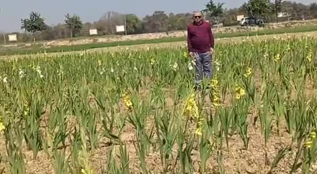 कानपुर: सीएसए ने जारी की ग्लेडियोलस की खेती की एडवाइजरी    #दोगुनी#आय
