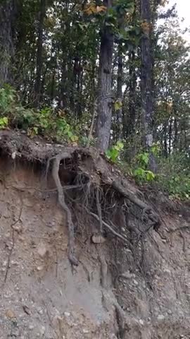 सड़क बनाने के नाम पर वृक्षों के ऊपर इस तरह से अन्याय ना करो #saveforest #forest #save_tree