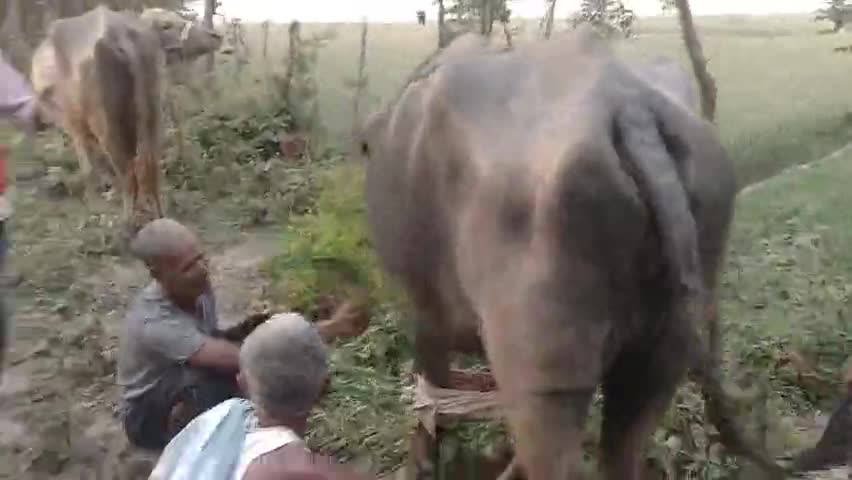 डीह महपुरा के पास बाबाजी नोज के पास 2 भैंस चोर ने छिपा रखा था।ग्रामीणों कि मदद से पुलिस को सूचना दी गयी ।#surajsingh