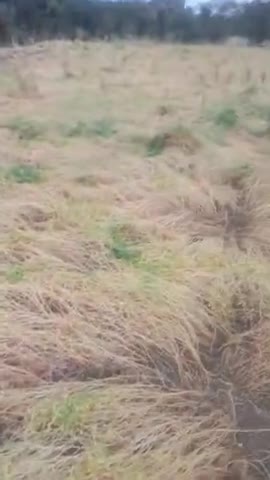 सागर: ole girne se hui fhasal barbad#ओला