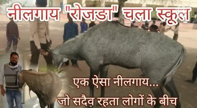 मूंडवा: रूण- नीलगाय चला स्कूल , एक ऐसा नील गाय जो सदेव रहता है लोगो के बीच 
#press