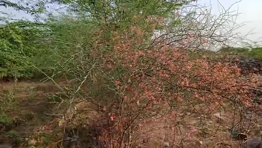 करील: पहाड़ी क्षेत्र में पाया जाने वाला एक #जंगली पेंड़...