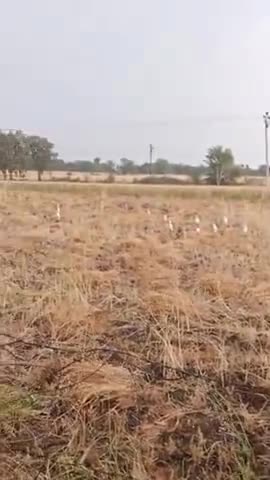 ललितपुर: किसानों की फसलें कट गई है और मौसम के चलते चलते किसानों को हो रहा है भारी नुस्कान पानी और हवा के कारण
#jayjawan#jaykisan