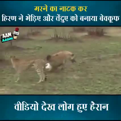 मरने का नाटक कर #हिरण ने भेड़िए और तेंदुए को बनाया #बेवकूफ।
वीडियो देख लोग हुए हैरान