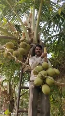 हर पूजा स्थल में चढ़ने वाला प्रसाद (#नारियल) मेरी #बगिया में,
बिना रसायन का स्वादिष्ट, सेहतमंद, ताजा प्राकृतिक फल।
