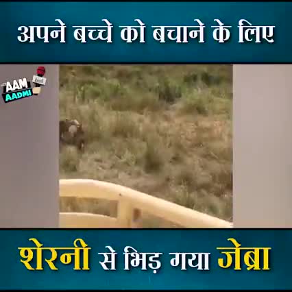 अपने बच्चे को बचाने के लिए #शेरनी से भिड़ गया #जेब्रा।
किसी भी प्रकार की खबरों हेतु 9302181463 पर whatsaap करें।